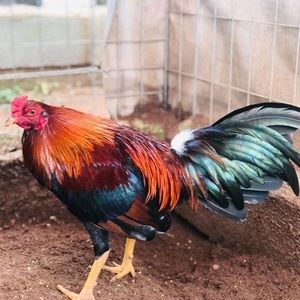 Meet your Posher, Aaron